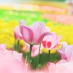 流産の手術費用！健康保険は適用されるの？私がかかった実際の費用は。